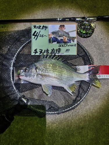 キチヌの釣果