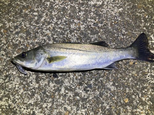 セイゴ（マルスズキ）