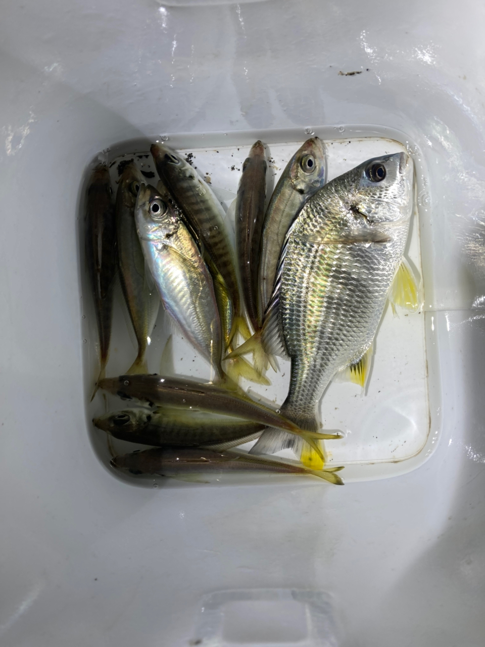SHIMANO 17セフィア CI4+ S806MLの最安値・インプレ・釣果
