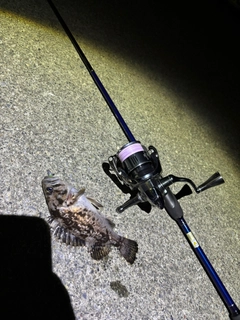 クロソイの釣果