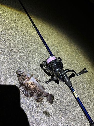 クロソイの釣果