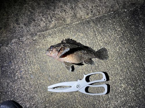 ハチガラの釣果