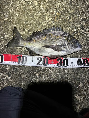 クロダイの釣果