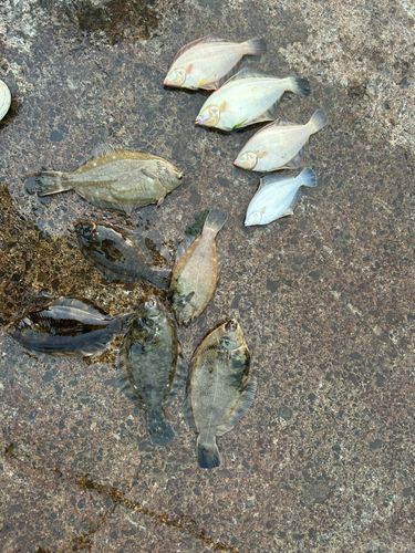 クロガシラガレイの釣果