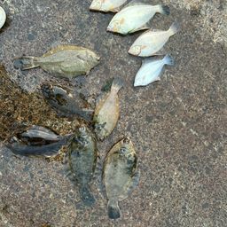 クロガシラガレイ