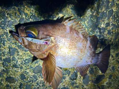 アカメバルの釣果