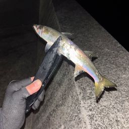 カマス