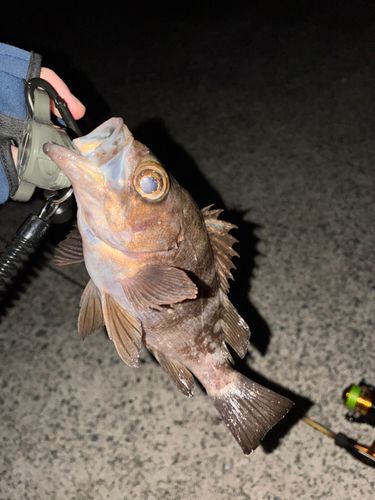 メバルの釣果