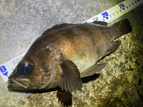 メバルの釣果