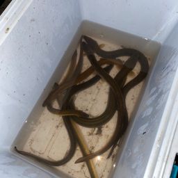 ウナギ