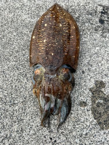 コウイカの釣果