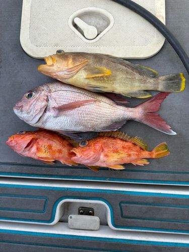 タイの釣果