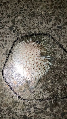 ハリセンボンの釣果