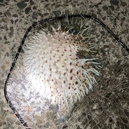 ハリセンボン