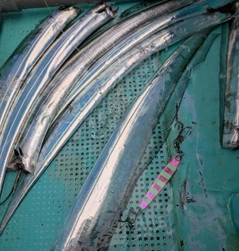 タチウオの釣果