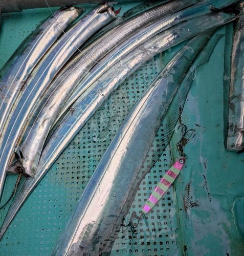 タチウオの釣果