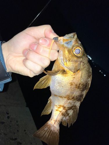 メバルの釣果