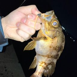 メバル