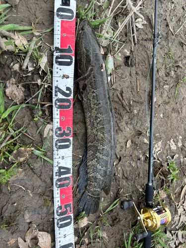 ライギョの釣果