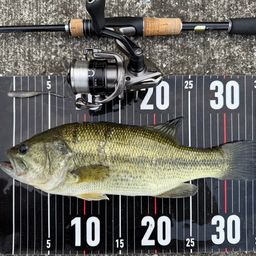 ラージマウスバス