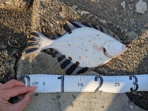 カワガレイの釣果