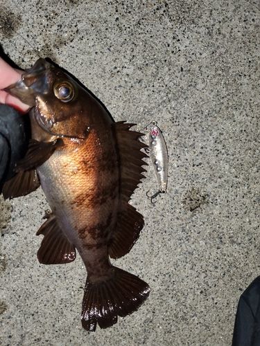 メバルの釣果