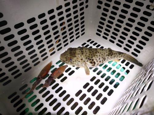 ヒガンフグの釣果