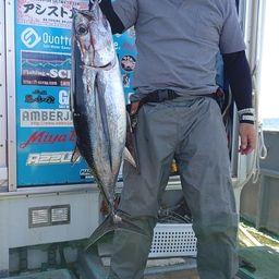 ビンチョウマグロ