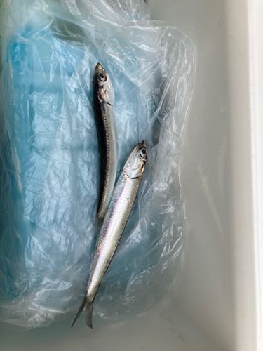カタクチイワシの釣果
