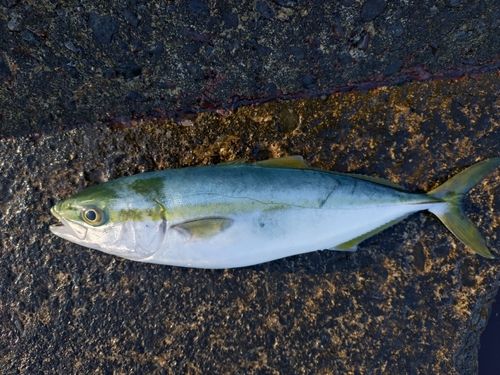 ツバイソの釣果