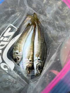 マアジの釣果