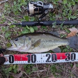 ラージマウスバス