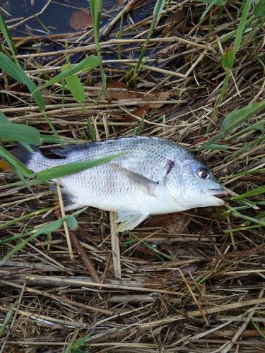 キビレの釣果