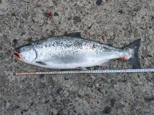 ウミサクラの釣果