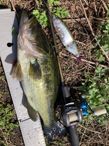 ブラックバスの釣果