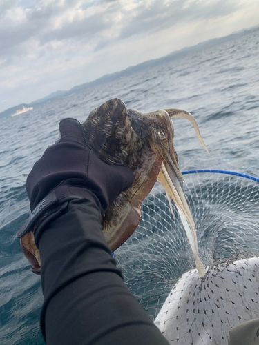 コウイカの釣果