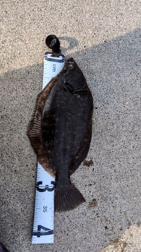 マコガレイの釣果