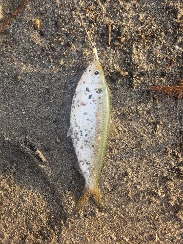 コノシロの釣果