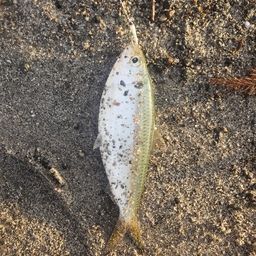 コノシロ