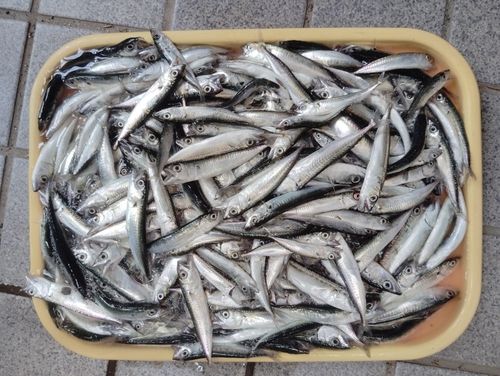 サバの釣果