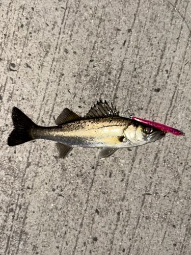 セイゴ（マルスズキ）の釣果