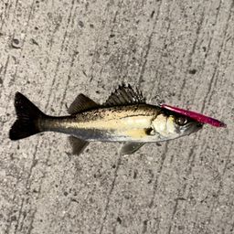 セイゴ（マルスズキ）