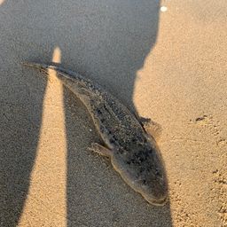 マゴチ