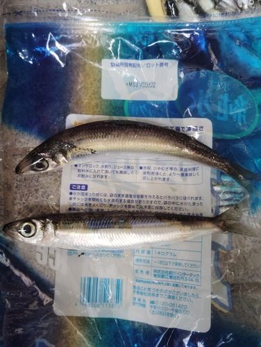 ウルメイワシの釣果