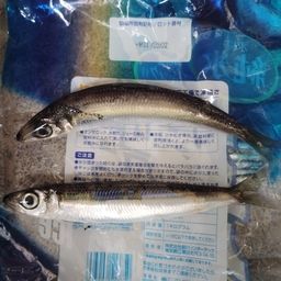 ウルメイワシ