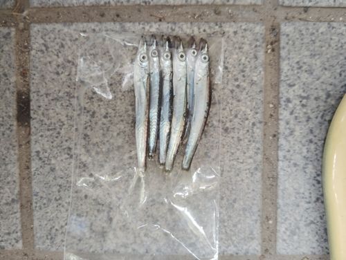カマスの釣果