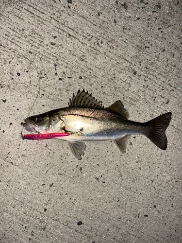 セイゴ（マルスズキ）の釣果