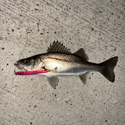 セイゴ（マルスズキ）