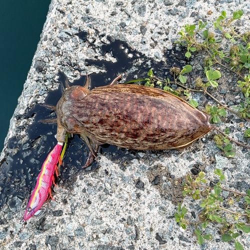 イカの釣果