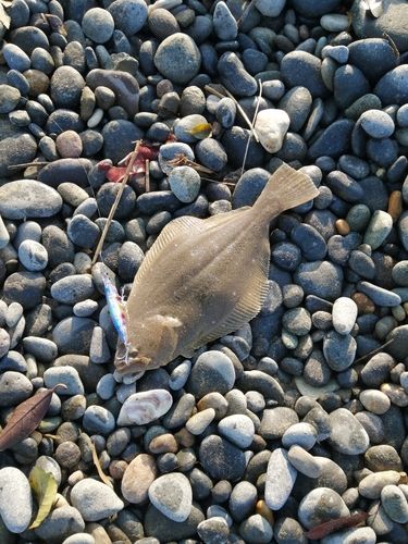 ソゲの釣果